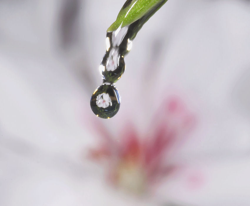 Geranio bianco allo specchio